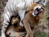 Bạch hổ một mình “huyết chiến” với 2 sư tử